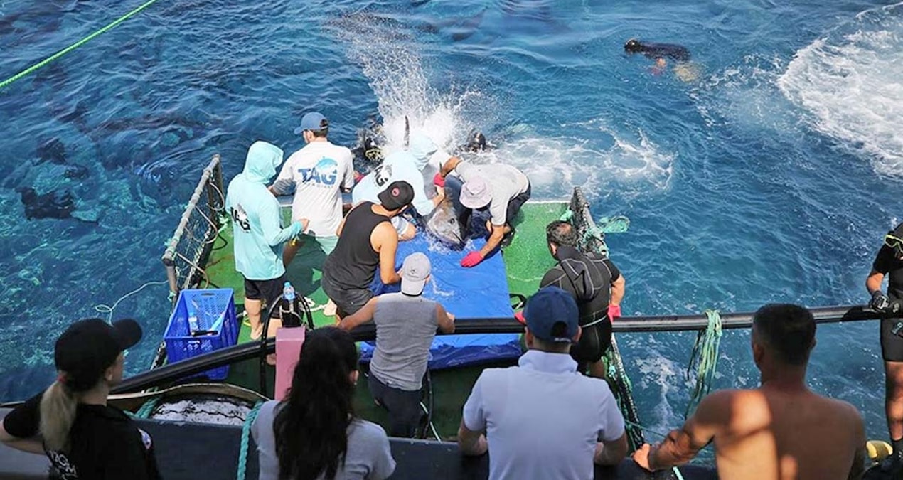 Antalya’da 32 orkinosa uydu cihazı takıldı
