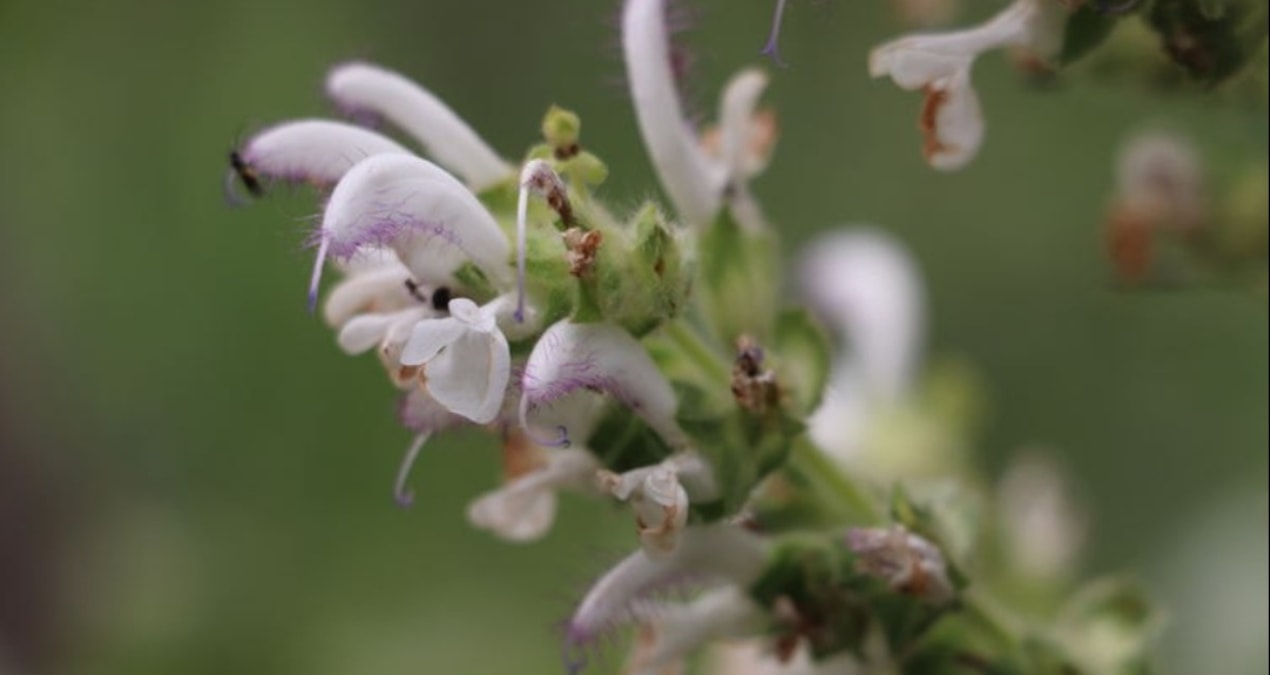 Bu adaçayını koparan yandı: Cezası dudak uçuklatıyor