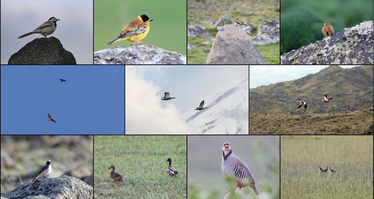 Iğdır’da kuş cenneti: 110’dan fazla tür dağlarda uçuşuyor