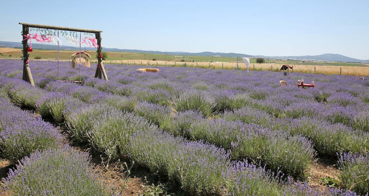 Lavanta mevsimi açıldı: Mor cennet ziyaretçilerini büyülüyor