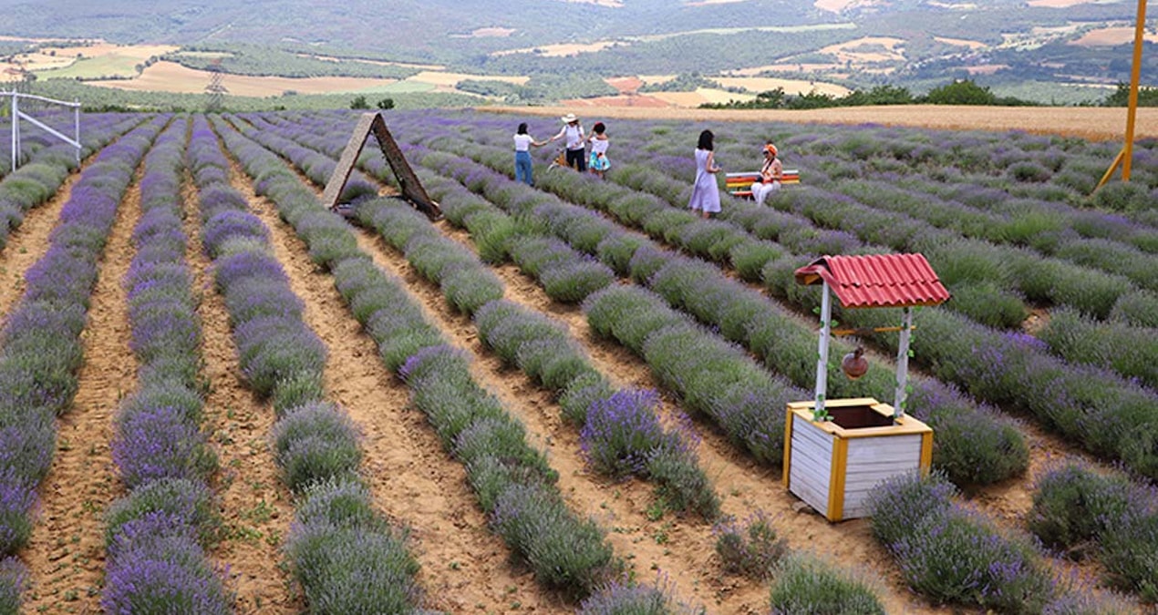 Mor renkli tarlaları ziyaretçilerini ağırlıyor