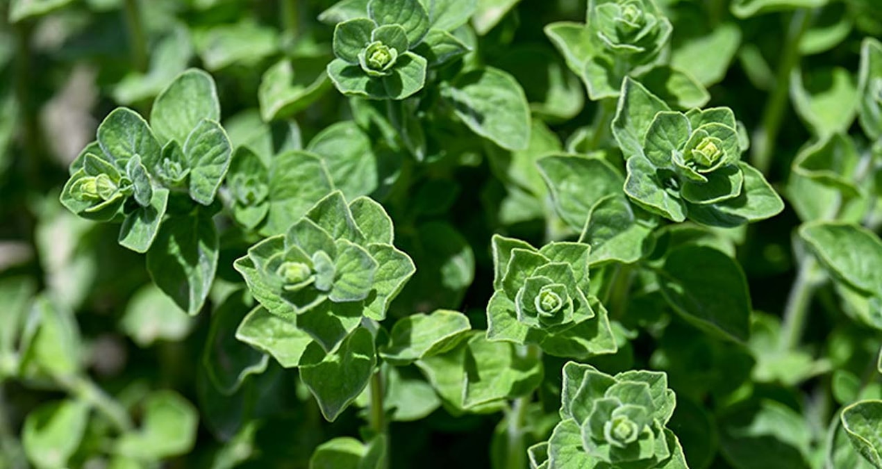 Otlu peynire lezzet katan kekik türleri koruma altında